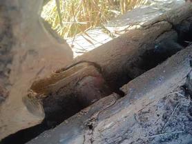 Buy Doosan DL501 Used Excavator / 5 Used Doosan DL501 Excavator 2021 Model / 5